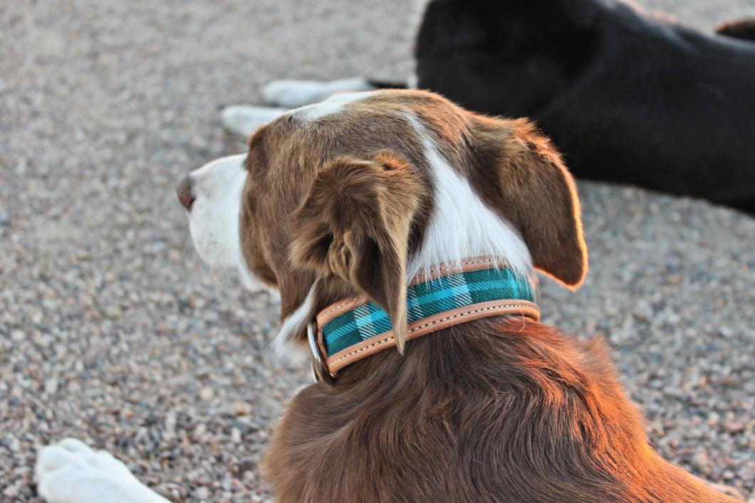 'Mad for Plaid' Dog Collars